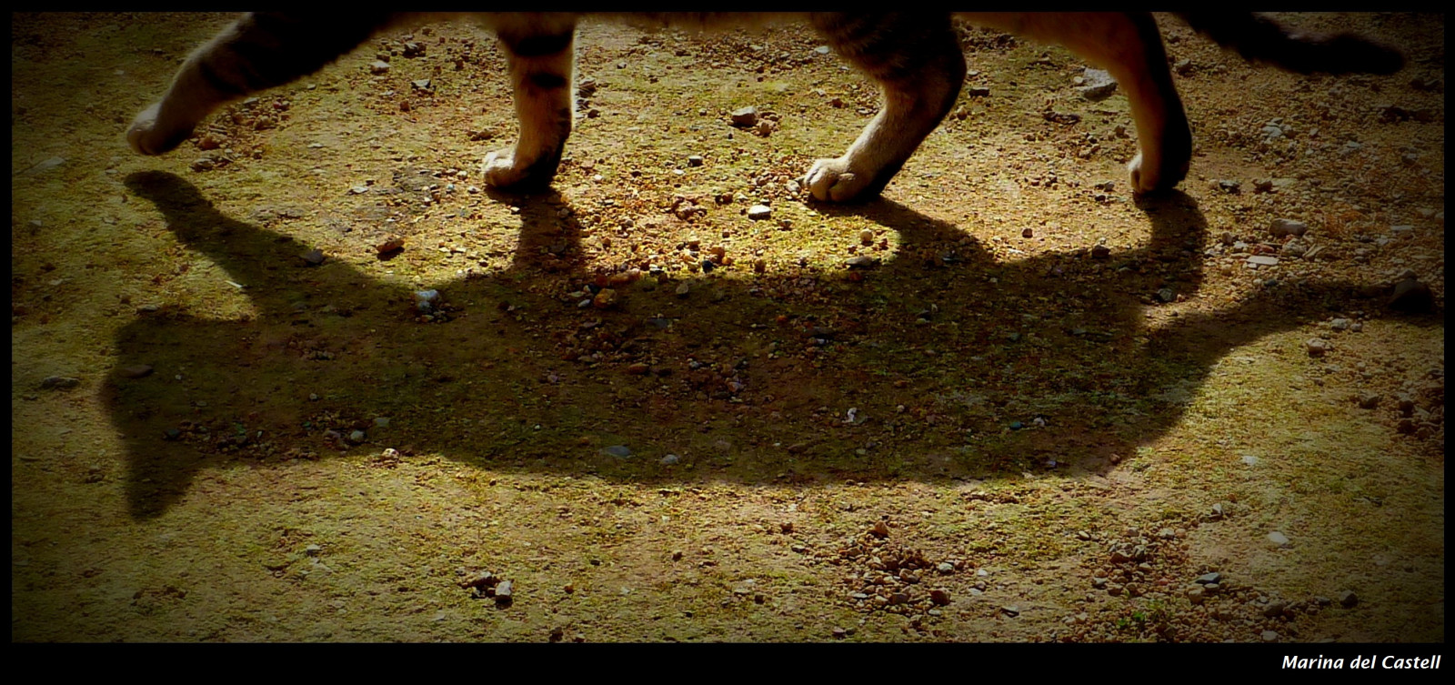 kočka, ocas, Skála, tráva, stín, textura, Sombra, domácí zvíře, hrací, fronta, Pata, zvědavý, Coda, strom, zvíře, umělecký, roztomilý, fotografie, legrační, pěkný, hra, tma, povídat si, Ombra, Schatten, artistico, karetní hra, půda, kola, organismus, tlapka, gatto, katze, gato, bonito, curieux, artistique, divertido, Cua, gat, k nstlerisch, Bonic, Schwanz, pfote, patte, zampa, Hra, Jugant, Pota, Přesměrovat, Gespannt, Graci s