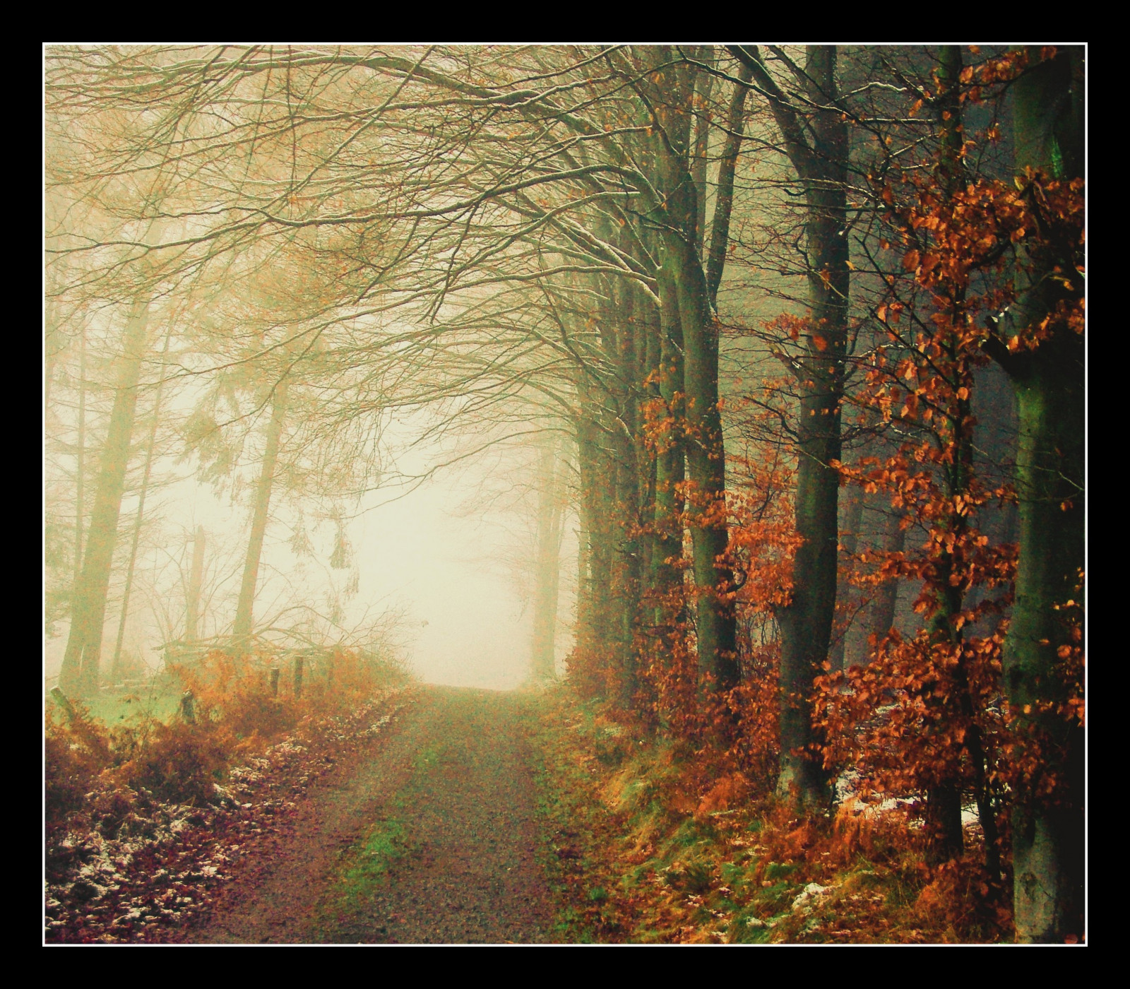 slunečnímu záření, les, ulice, Příroda, sníh, zima, dřevo, větev, ráno, Německo, mlha, prach, cesta, UMĚNÍ, strom, podzim, mlha, list, sezóna, cesta, elitegalleryaoi, tvořivý, artistoftheyearlevel3, theunforgettablepictures, flickrstruereflection1, bestcapturesaoi, platinumphoto, Oberberg, vanagram, bestofmywinners, zálesí, místo výskytu, přírodní prostředí, atmosférický jev, ekosystém