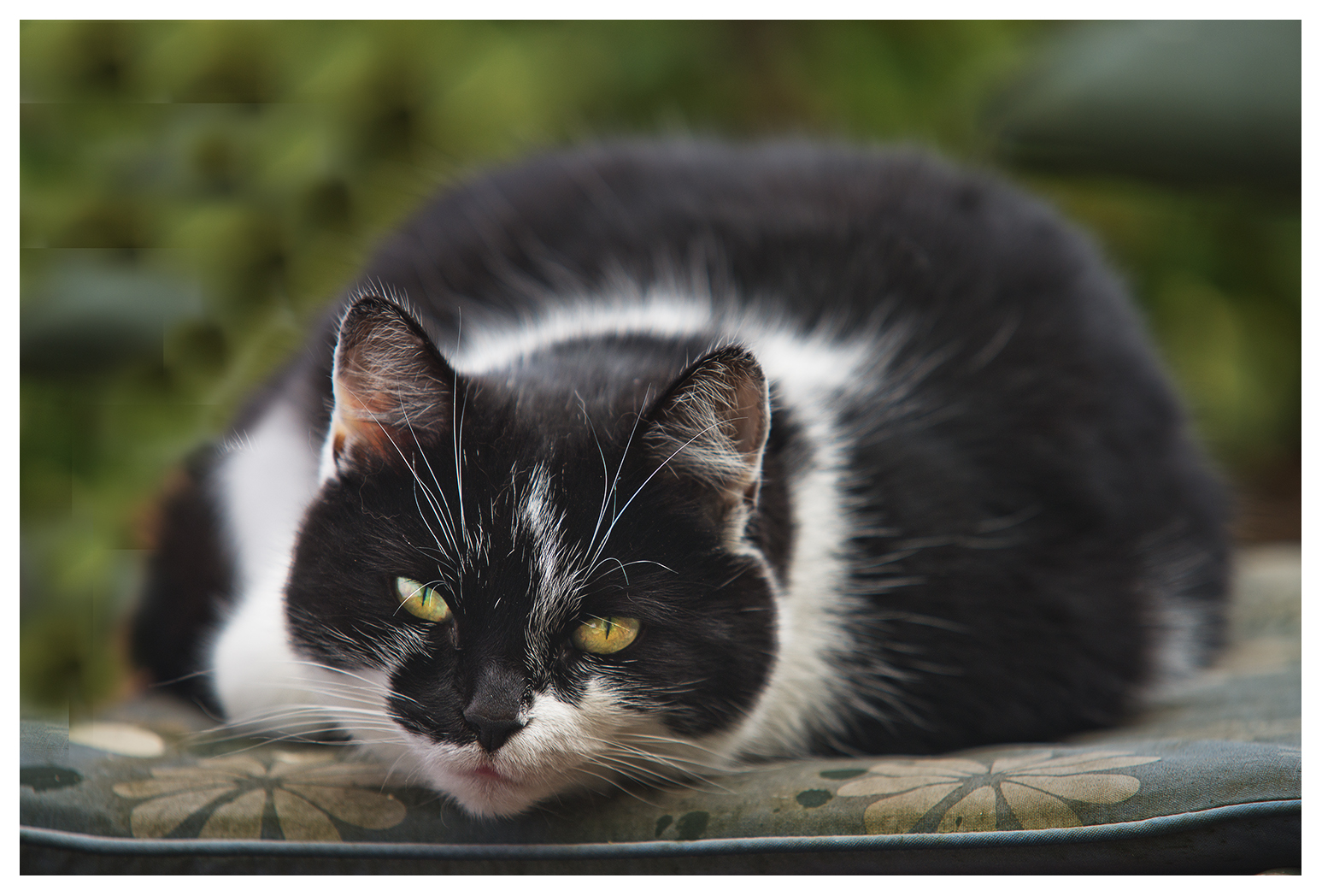 grasso nero micio pix