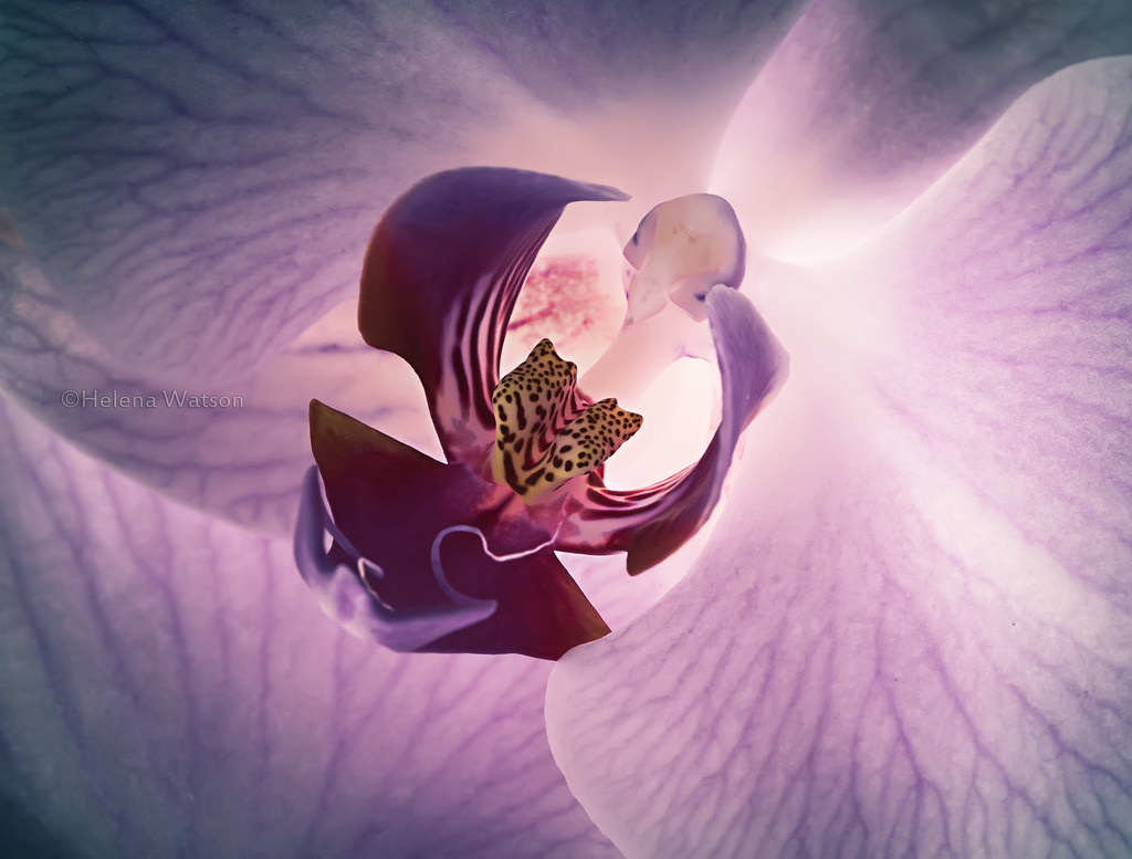 Wallpaper UK, flowers, England, orchid, flower, nature, Liverpool, fleurs, botanical, purple