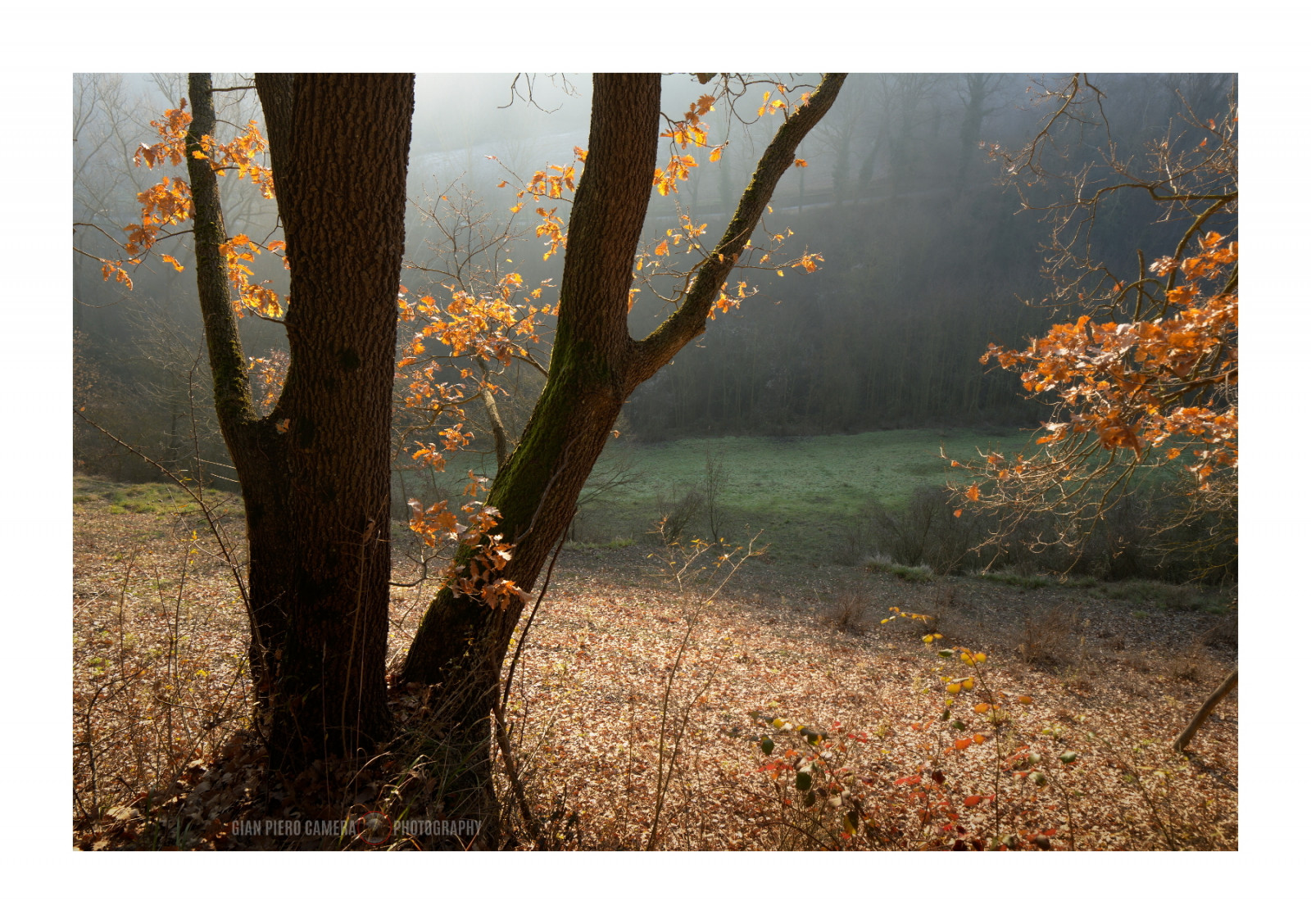 nikond7100, samyang14mmf28, venkov, Campagna, dřevo, bosco, stromy, alberi, fronds, politická strana, kufry, tronchi, větve, rami, listy, foglie, spadané listí, fogliecadute, lateleaves, foglietardive, zima, inverno, winterlight, luceinvernale, světlo, štika, stíny, karetní hra, lightandshadows, lucieombre, lighteffects, effettidiluce, goldenlight, lucedorata, odstíny, sfumature, kouzlo, Magia, textury, Trame, ráno, Mattina, umlčet, silenzio, uklidnit, calma, Klid, quiete, podrobnosti, dettagli, podsvícení, controluce, hloubka pole, profondit dicampo, whiteframe, cornicebianca, Itálie, Italia, piemonte, Monferrato, darktable, GIMP, opensource, svobodný software, softwarelibero, digitalprocessing, elaborazionedigitale