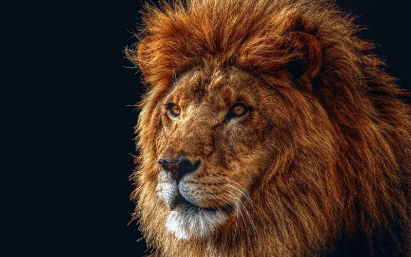 Animales,Leones,1680x1050 px