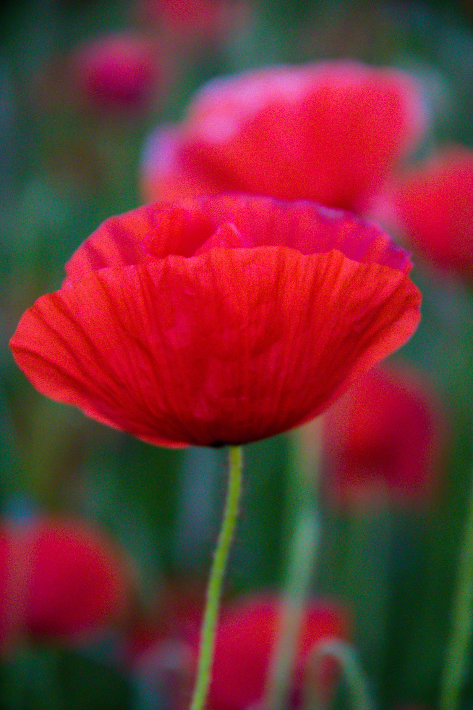 Wallpaper : red, field, rod, flower, flora, blomma, f lt, vallmo, exif ...