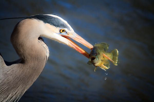 water,wildlife,beak,is,bird,heron