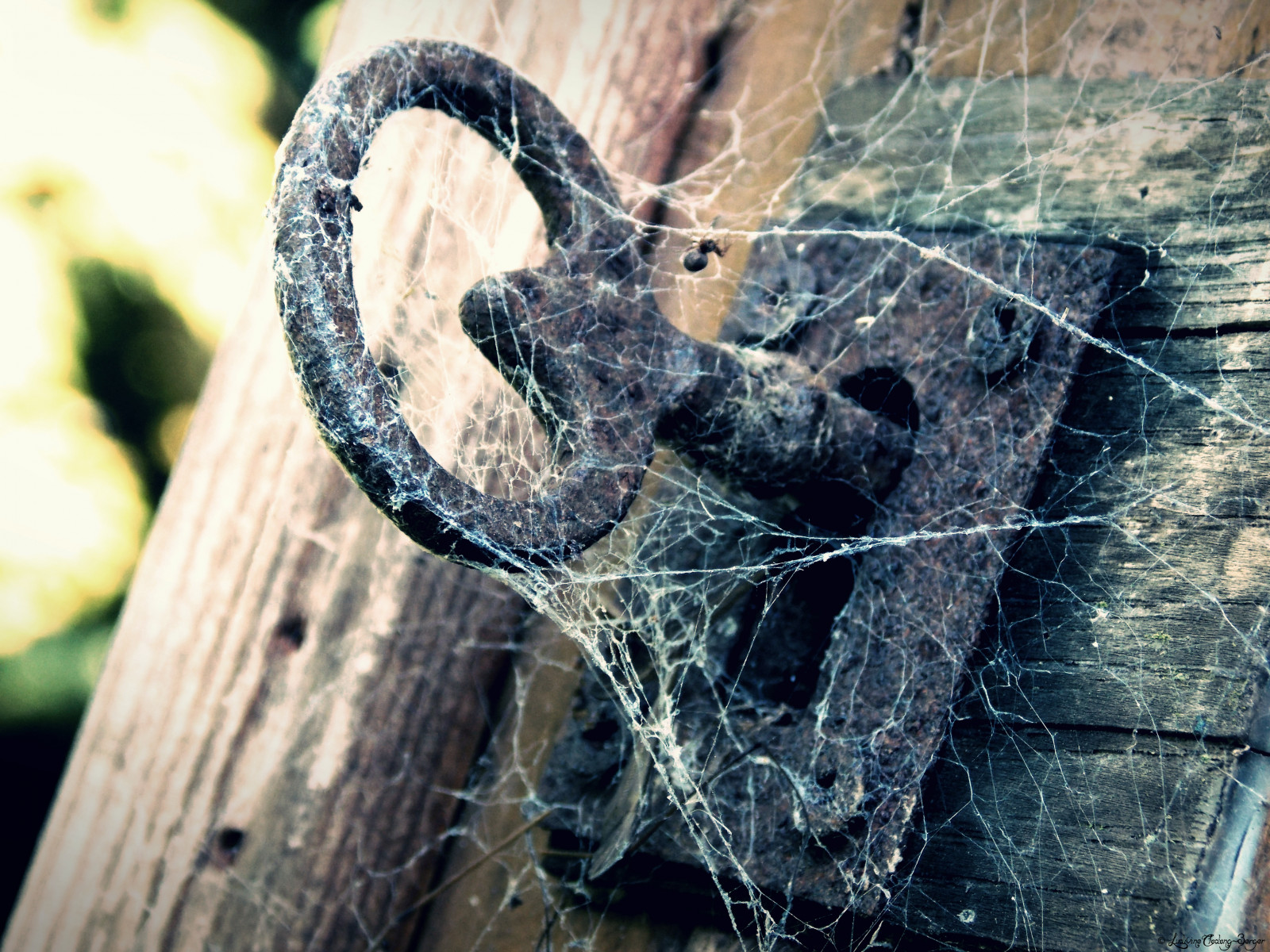 starý, voda, Nikon, dveře, bokeh, GIMP, strom, list, klíč, jardin, maison, porte, photoscape, coolpix, L810, vieux, normandie, organismus, pavoučí síť, klíč, araign es, toiles, Cle, Argueil