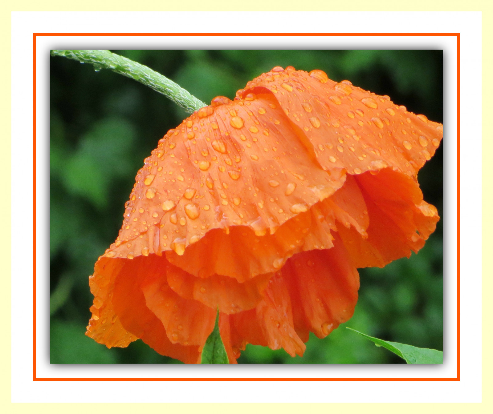 květiny, Příroda, déšť, makro, zelená, oranžový, bokeh, rám, jasný, křivky, vlnitý, Krásná, bohatý, květ, překvapující, báječný, tulipán, kapky deště, okvětní lístek, ohnutý, nádherný, bello, bellissimo, natura, Pioggia, moje zahrada, mák rodina, Acua, římsa, lahodný, vyklenutí, Doubleblossom, Fireori, Tulipana, Obklopující krajinu