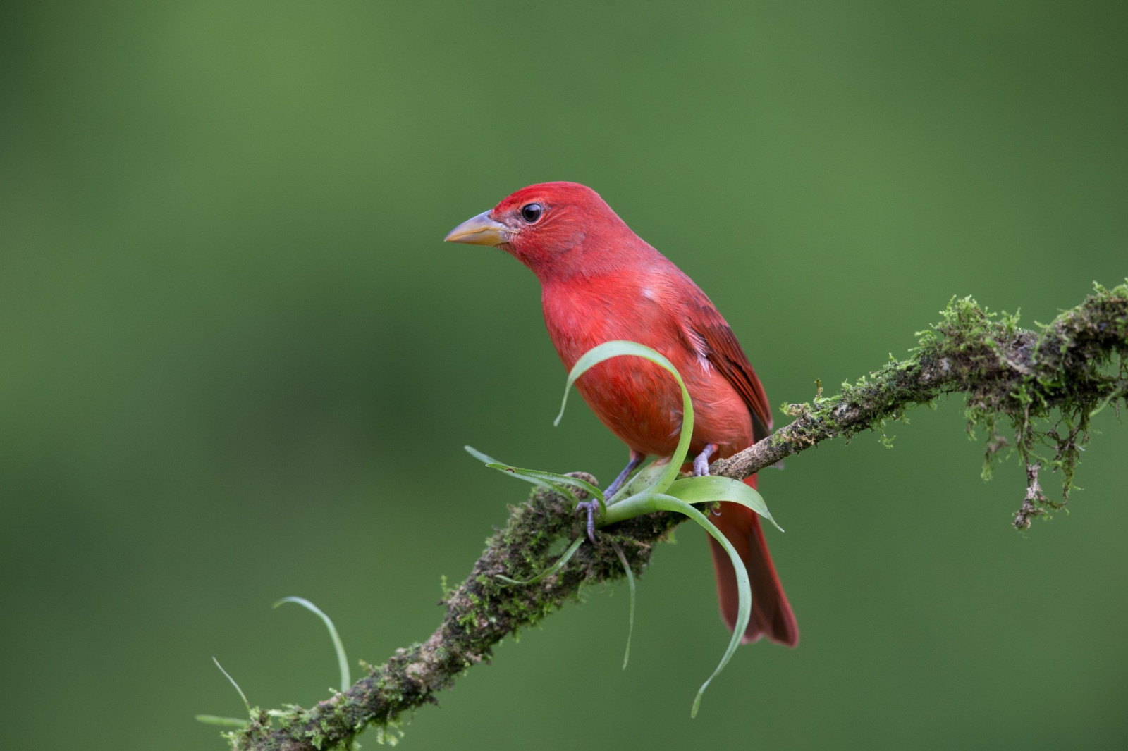 นก, สัตว์, ธรรมชาติ, การถ่ายภาพ, สาขา, สัตว์ป่า, ปาก, ดอกไม้, นก, นกกระจอก, พระคาร์ดินัล, นกฮัมมิ่งเบิร์ด, สัตว์ป่า, 2048x1365 px, นกที่เกาะอยู่, สัตว์มีกระดูกสันหลัง, การถ่ายภาพมาโคร, flycatcher โลกเก่า