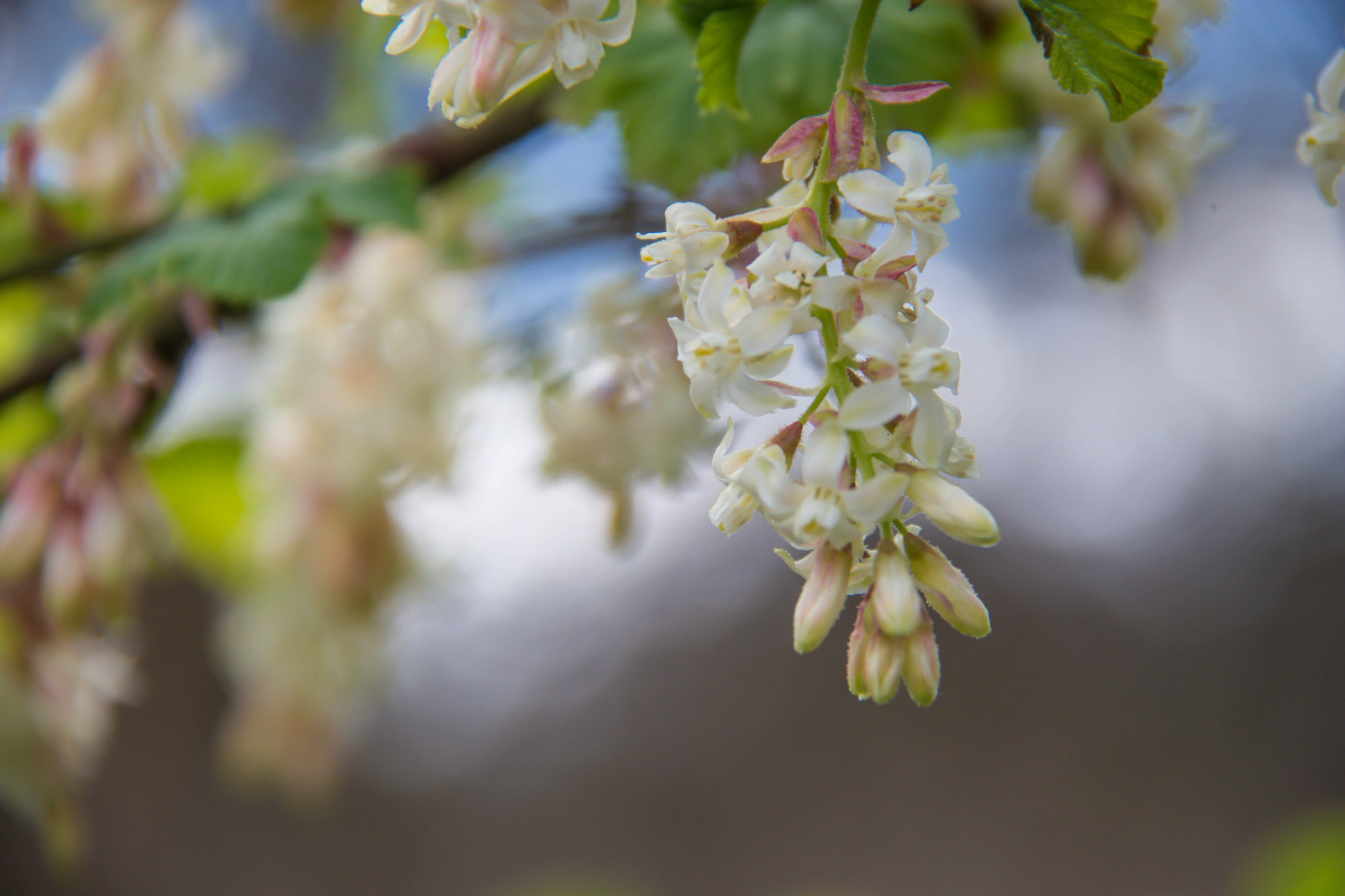 slunečnímu záření, jídlo, zahrada, Příroda, park, větev, ovoce, zelená, květ, jaro, strom, podzim, list, květ, rostlina, sezóna, flóra, pupen, Blomma, v r, jaro, Alnarp, alnarpsparken, divoká rostlina, vyrobit, botanika, suchozemská rostlina, kvetoucí rostlina, dřevina, zblízka, makro fotografie, závod stonek
