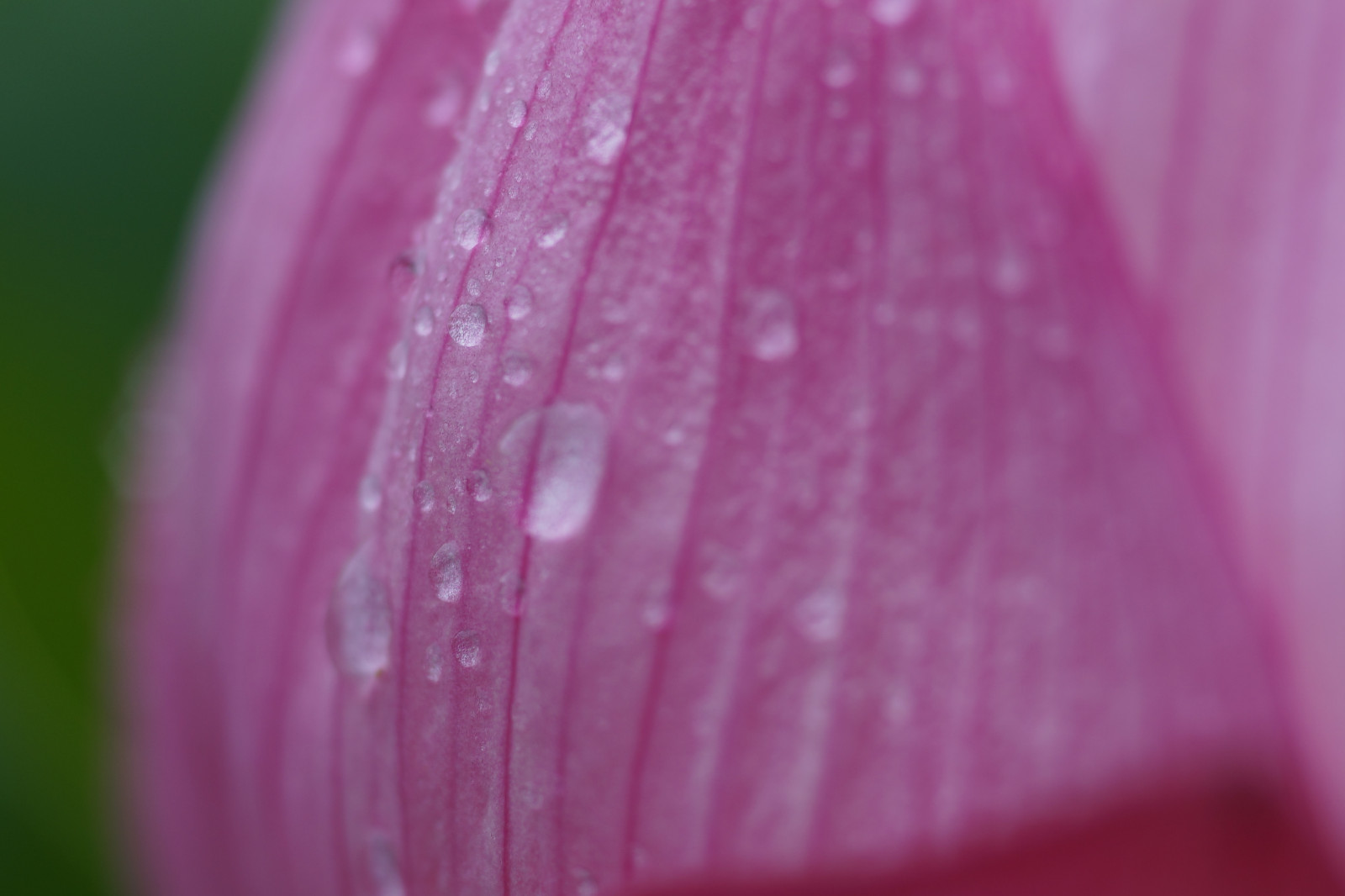 Červené, fotografování, Sony, růžový, Tokio, rosa, purpurová, list, květ, rostlina, Zeiss, carlzeiss, okvětní lístek, Machida, yakushiike, alfa, alfa-7, planární, ilce, makroplanar, zblízka, makro fotografie, závod stonek, vlhkost