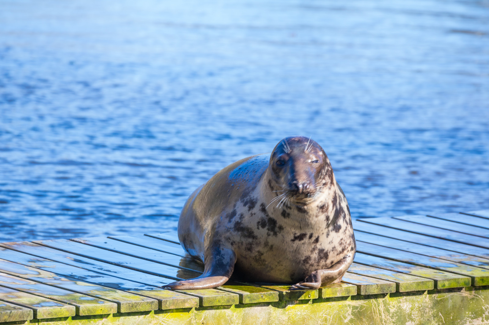 moře, Volně žijících živočichů, zoologická zahrada, těsnění, zvíře, pták, DJUR, Djurpark, sk nesdjurpark, těsnění, s l, fauna, obratlovců, mořští savci, útulek těsnění