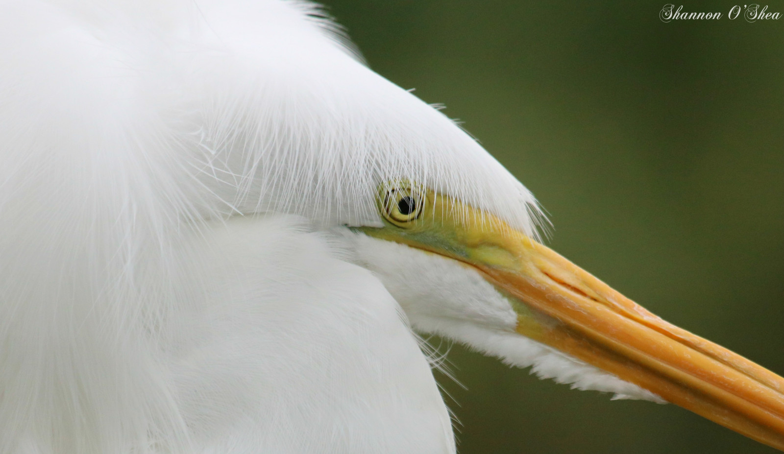 Fond d’écran : la nature, plumes, faune, Canon, frange, le bec, Floride