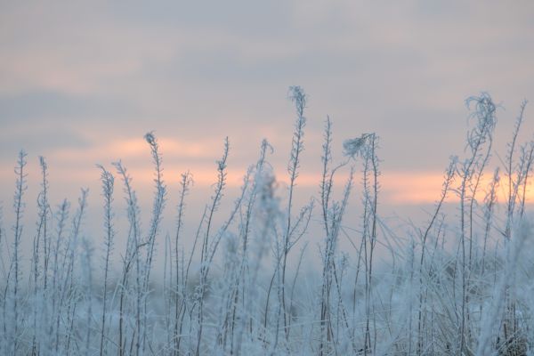 cold,frost,geolocation,winter,vinter,Rime