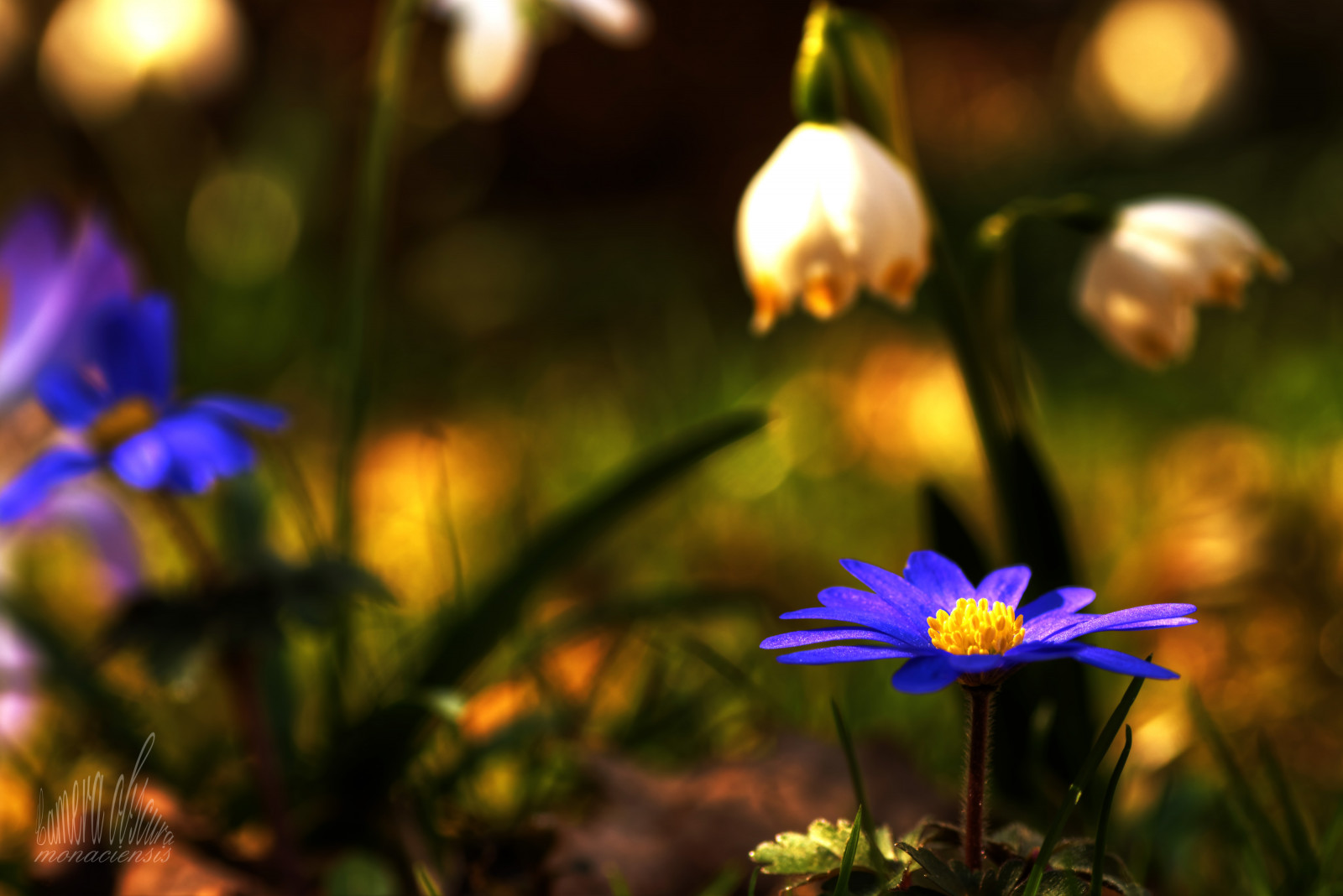 Anemone, fiocco di neve, erba, wulf, wulfdieter, Dieter, Vogl, Vogel, wulfdietervogl, macchina fotografica, obscura, monaciensis, Monacensis, cameraobscuramonaciensis, ARTE, la mia arte, meinekunst, Fotokunst, meinefotokunst, myphotoart, photoart, Foto, kunst, Slr, slt, Spiegelreflex, Kamera, reflexcamera, verarbeitet, bearbeitet, digitale, trasformati, HDR, ampia gamma dinamica, alto, dinamico, gamma, Photomatix, alfa, Sony, sonyalpha, sonyalpha77, sonyalphailca77ii, 77m2, ILCA, macro, Nahaufnahme, avvicinamento, natur, natura, Pflanze, pianta, Pflanzen, piante, Blumen, fiori, bl TE, Blume, fiorire, fioritura, garten, giardino, Tamron, tamronmakro, tamronspaf90mmf28makro11, 90, macro