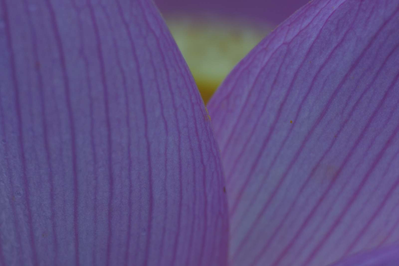 สีม่วง, สีม่วง, สีน้ำเงิน, โซนี่, สีชมพู, โตเกียว, สีม่วงแดง, สี, ดอกไม้, ปลูก, Zeiss, carlzeiss, กลีบดอก, Machida, yakushiike, อัลฟา, alpha7, ระนาบ, ilce, makroplanar, makroplanar6mmf28, โรงงานที่ดิน, พืชดอก, ใกล้ชิด, การถ่ายภาพมาโคร