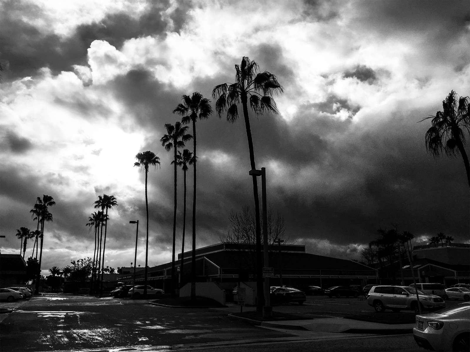 paesaggio, strada luce, monocromo, acqua, cielo, pioggia, fotografia, nuvole, sera, orizzonte, atmosfera, i phone, crepuscolo, nube, albero, ombre, pianta, nero bianco, riflessi, palme, oscurità, project365, alto contrasto, 6ws, Palme, bianco e nero, fotografia in bianco e nero, odc, fenomeno meteorologico, fenomeno, smileonsunday, Oncomingraintoendourdrought, Più nero