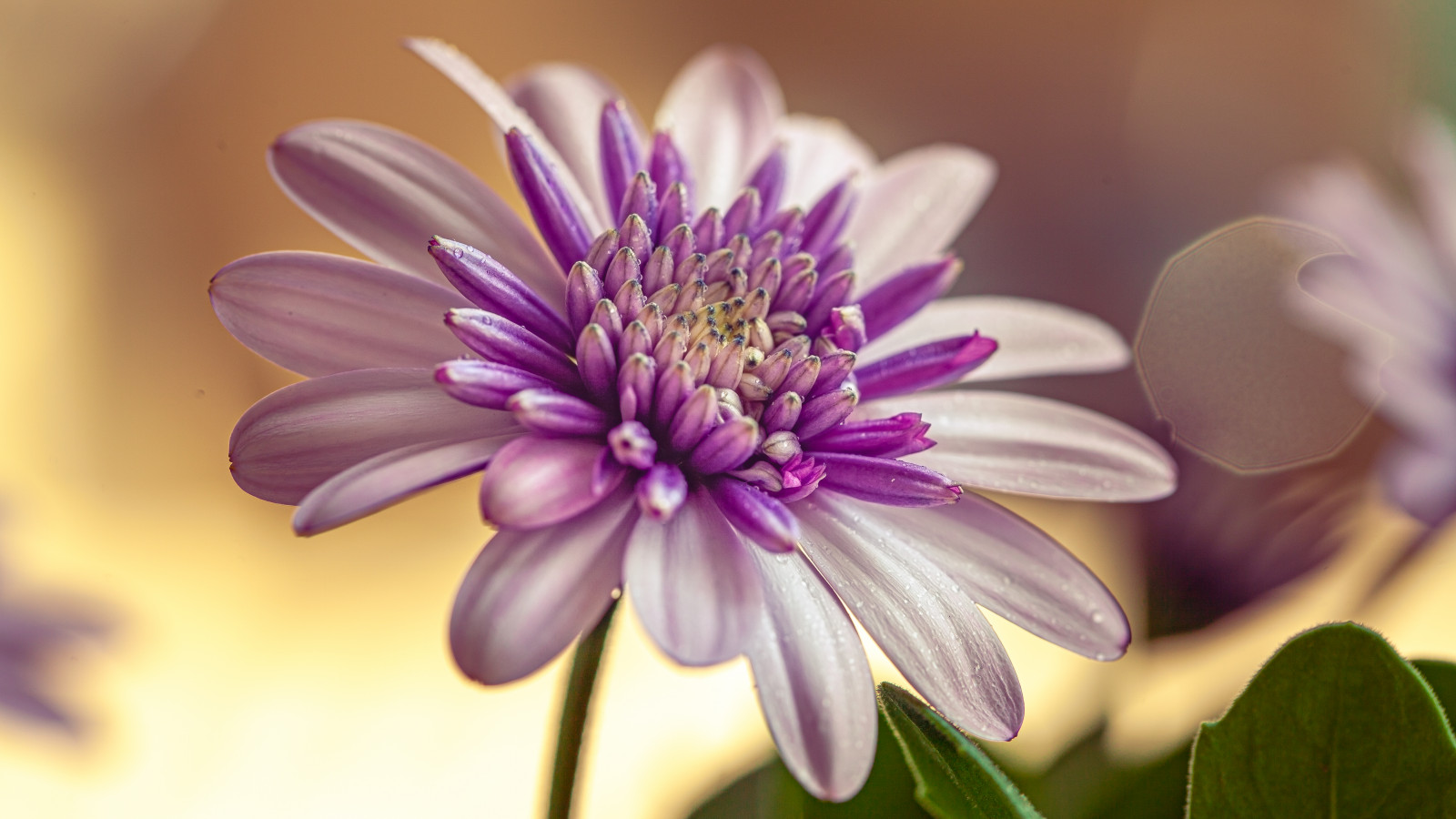 Blume, Pflanze, lila, Blütenblatt, Krautige Pflanze, Jährliche pflanze, blühende Pflanze, Nahansicht, Makrofotografie, Gänseblümchenfamilie, Pollen, Gras, Wildblume, Perennial plant, Lauch, Magenta, Stillleben Fotografie, Pflanzenstamm, Symmetrie, KUNST, Pedicel