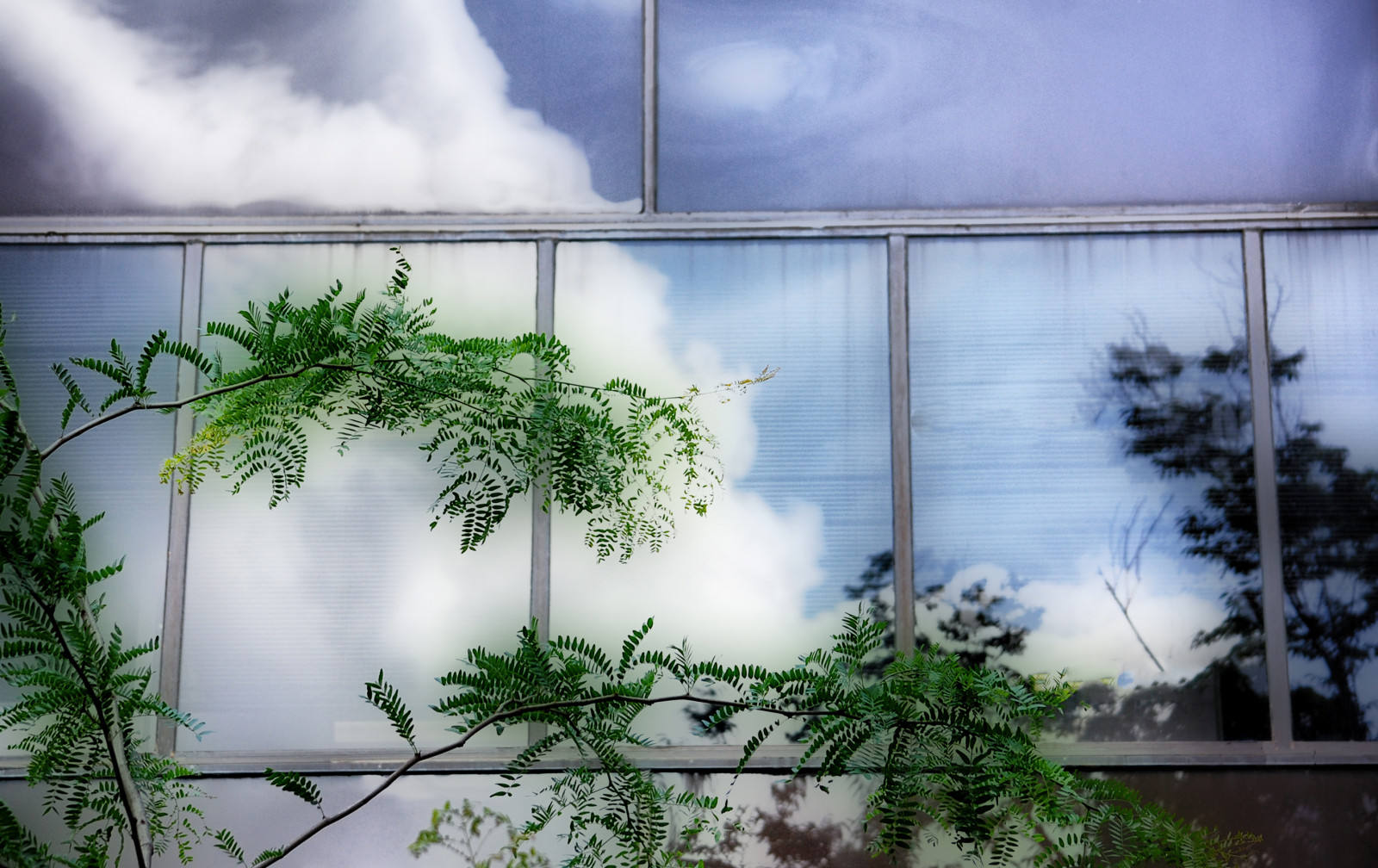 Window Reflection Nature Wallpaper : trees, window, architecture, water, nature, reflection, sky ...