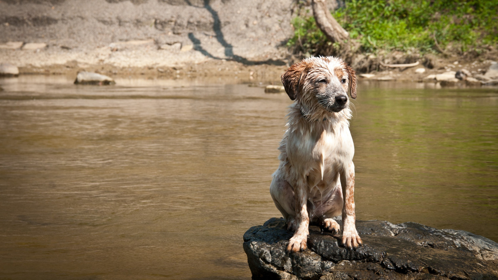 Wallpaper animals, rock, river, wet, Australian Shepherd, puppy