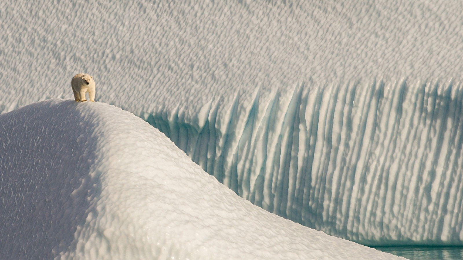 krajina, bílý, zvěř, moře, kopec, voda, Příroda, písek, sníh, zima, modrý, led, lední medvědi, Arktický, zmrazení, pták, sezóna, vlna, křídlo, 1920x1080 px, zblízka