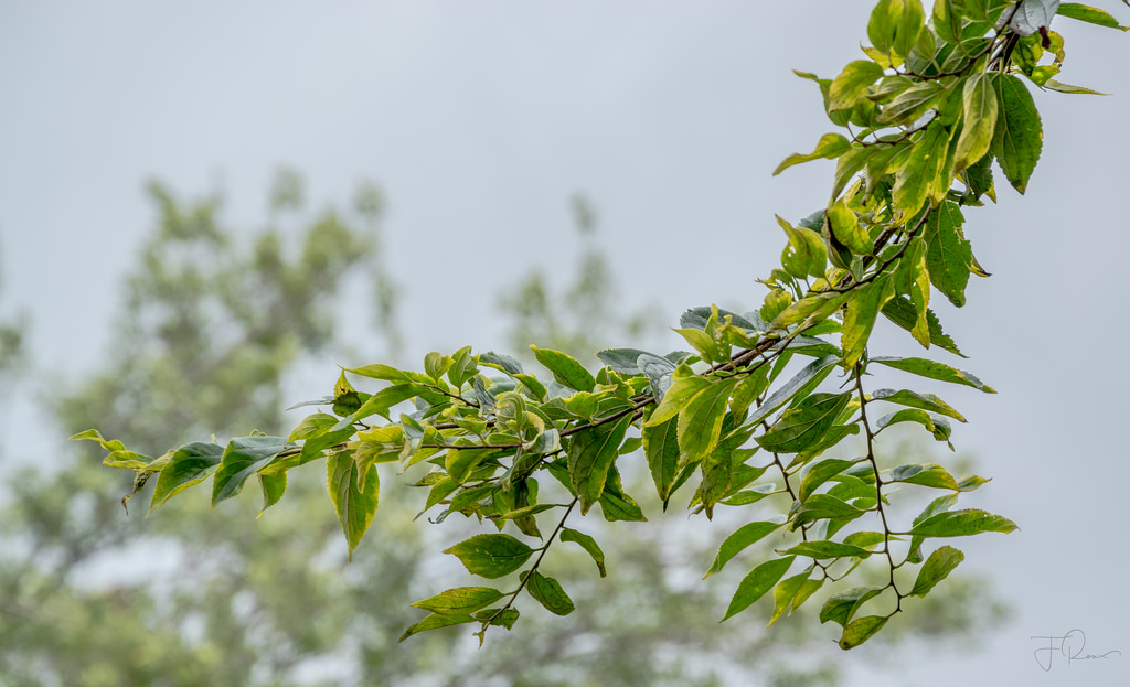 stromy, listy, rostliny, větev, zelená, letní, květ, podrobnosti, strom, hloubka pole, list, květ, rostlina, D5500, flóra, větvička, vyrobit, botanika, suchozemská rostlina, kvetoucí rostlina, dřevina, keř, zeleň, nikond
