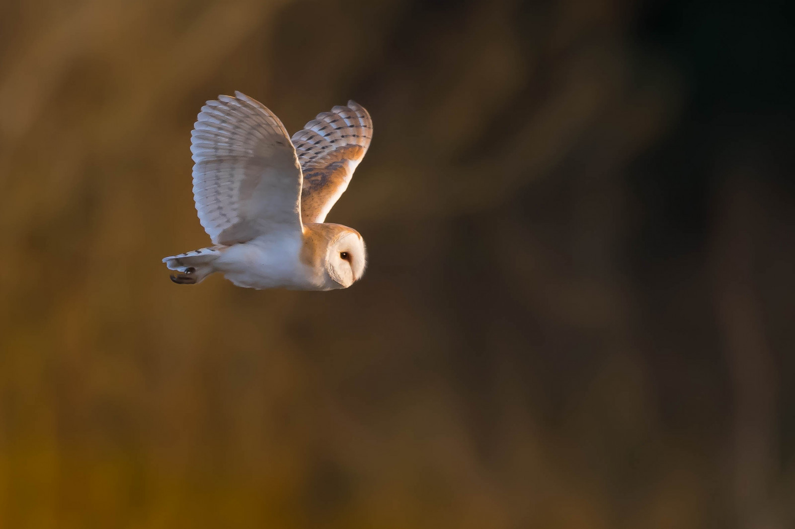 Sova pálená, vřesoviště, lov, letící, influenza, venku, sova, Volně žijících živočichů, pták
