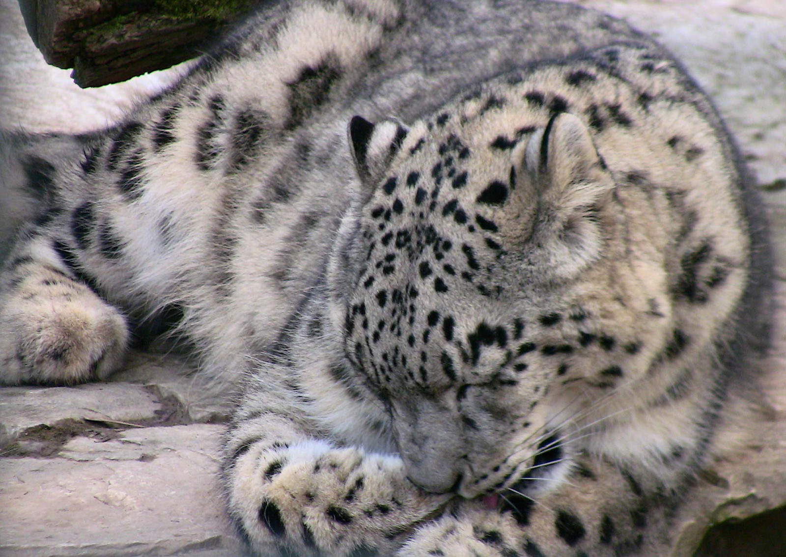 kat, dyr, væsen, græs, tiger, dyreliv, pels, store katte, Zoo, whiskers, leopard, sne leopard, Raubtier, dyr, 1001nights, 1001nightsmagiccity, fauna, pattedyr, tier, roba66, tiere, kat lignende pattedyr, snude, carnivoran, organisme, katze, Tierpark, Wilhelma, botgarten, zoolgarten, bigcat, schneeleopard, persleopard, terrestrial animal