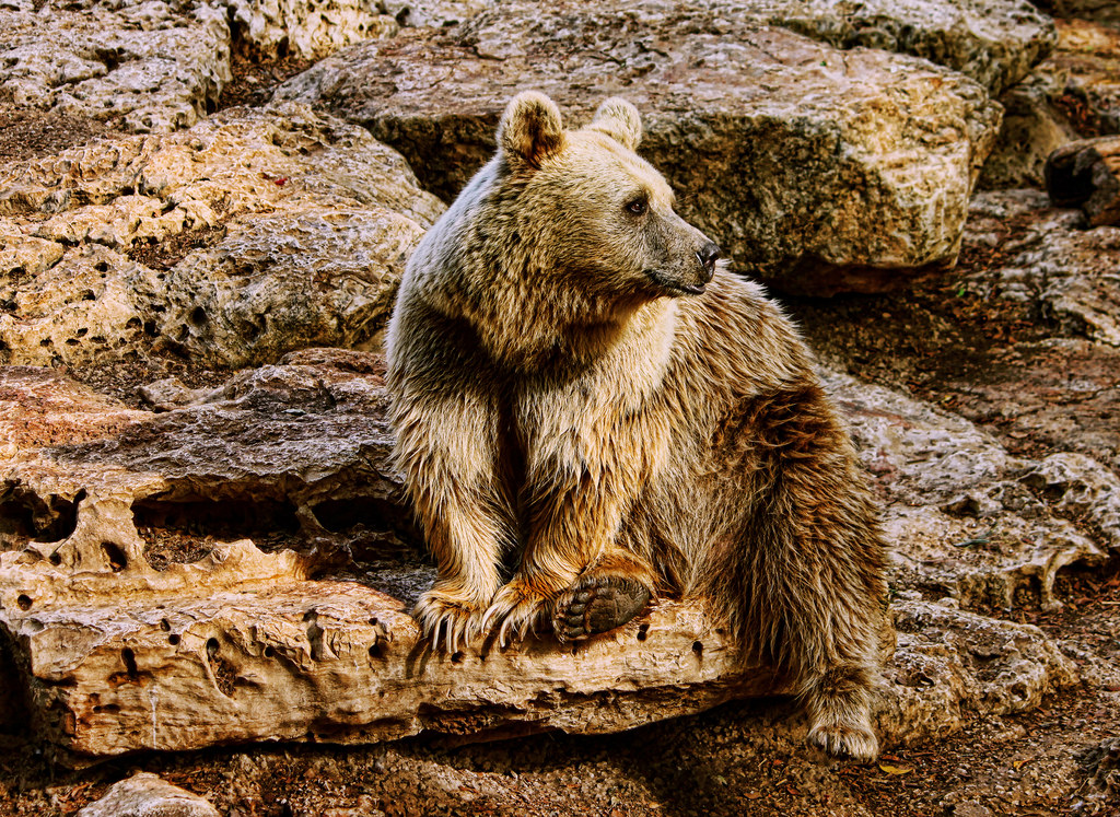 natur, øl, dyr, Zoo, Safari, Dier, bruin, Dierentuin, digitalcameraclub, 100commentgroup