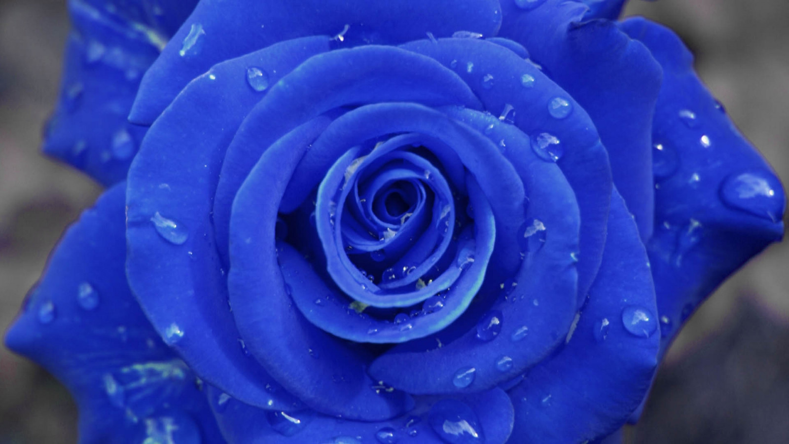 Wallpaper petals, blue rose, flower, drops, petal, land plant