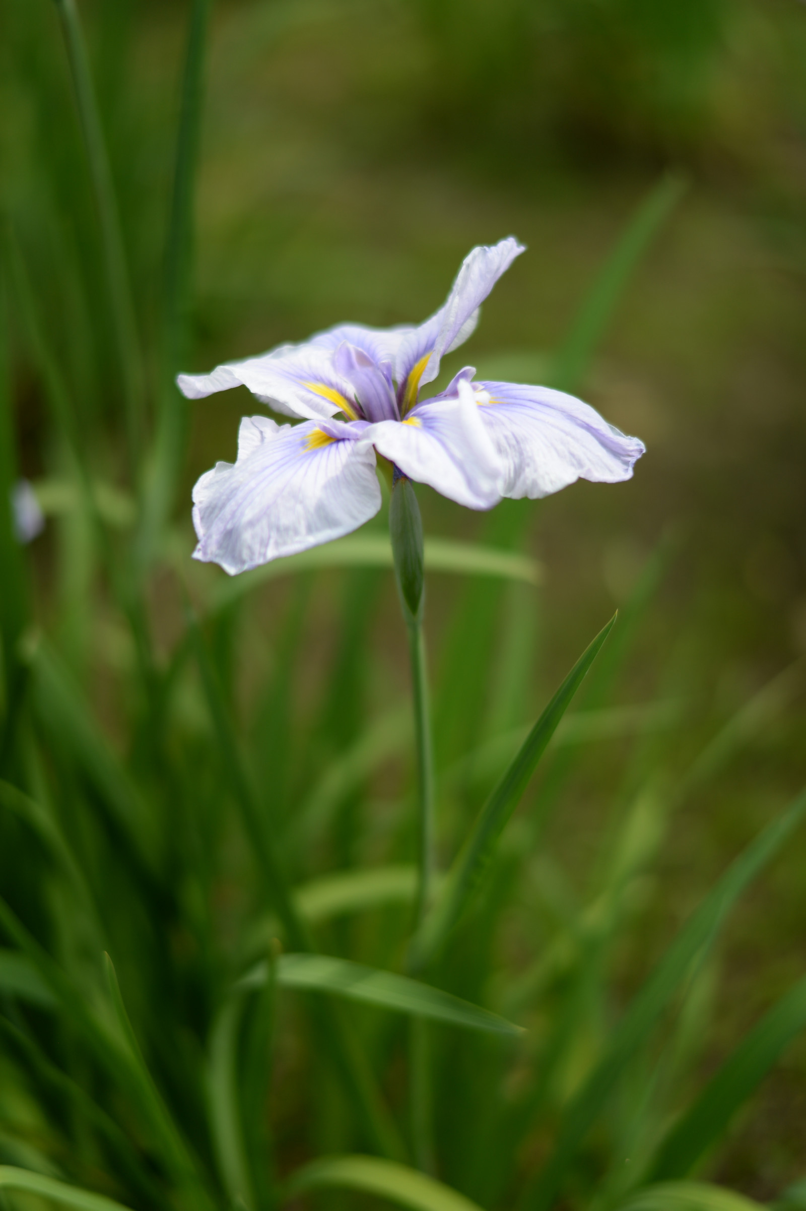 Japonsko, květiny, tráva, Sony, Tokio, RX1R, Duhovka, jp, květ, rostlina, flóra, Zeiss, louka, rx, rx1, rx1rm2, rx1rmark2, mizumoto, mizumotopark, divoká rostlina, prérie, botanika, suchozemská rostlina, kvetoucí rostlina, makro fotografie, iris versicolor, iris rodina