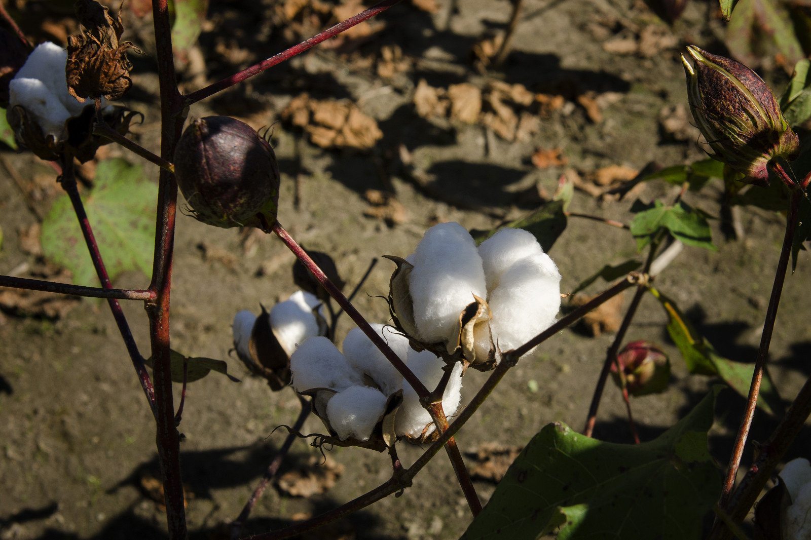 Wallpaper plants, USA, white, plant, us, clothing, king, Raw, natural