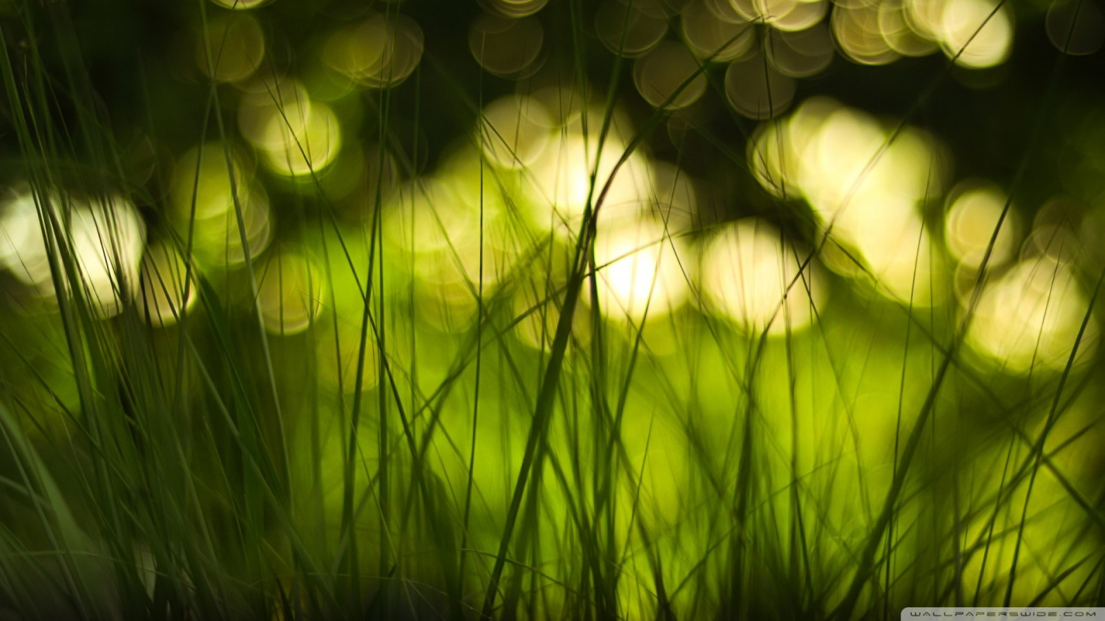Wallpaper sunlight, nature, reflection, plants, branch, green, yellow