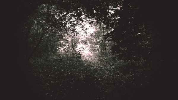 sunlight,forest,black,monochrome,trees,lights