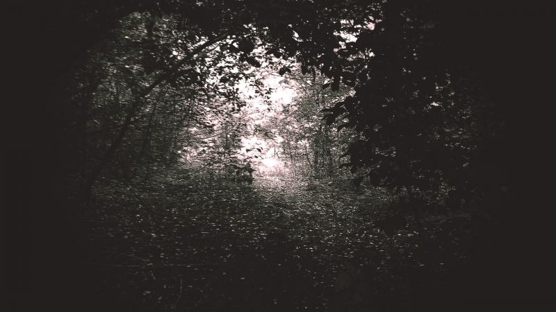 trær,lys,skog,svart,monokrom,sollys