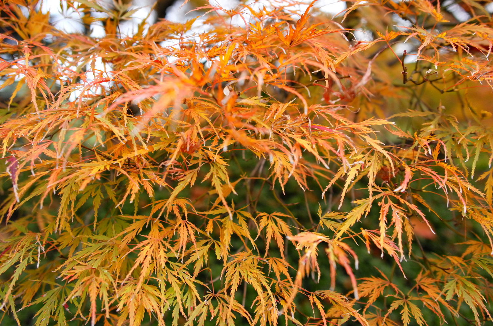 Japonsko, slunečnímu záření, tráva, větev, Leica, Tokio, jp, strom, podzim, list, květ, rostlina, sezóna, flóra, CC, T, Shinjuku, leicat, Summicron, CreativeCommons, summicron235, 235, shinjukugyoen, botanika, suchozemská rostlina, kvetoucí rostlina, dřevina, keř, arecales, opadavý, javor