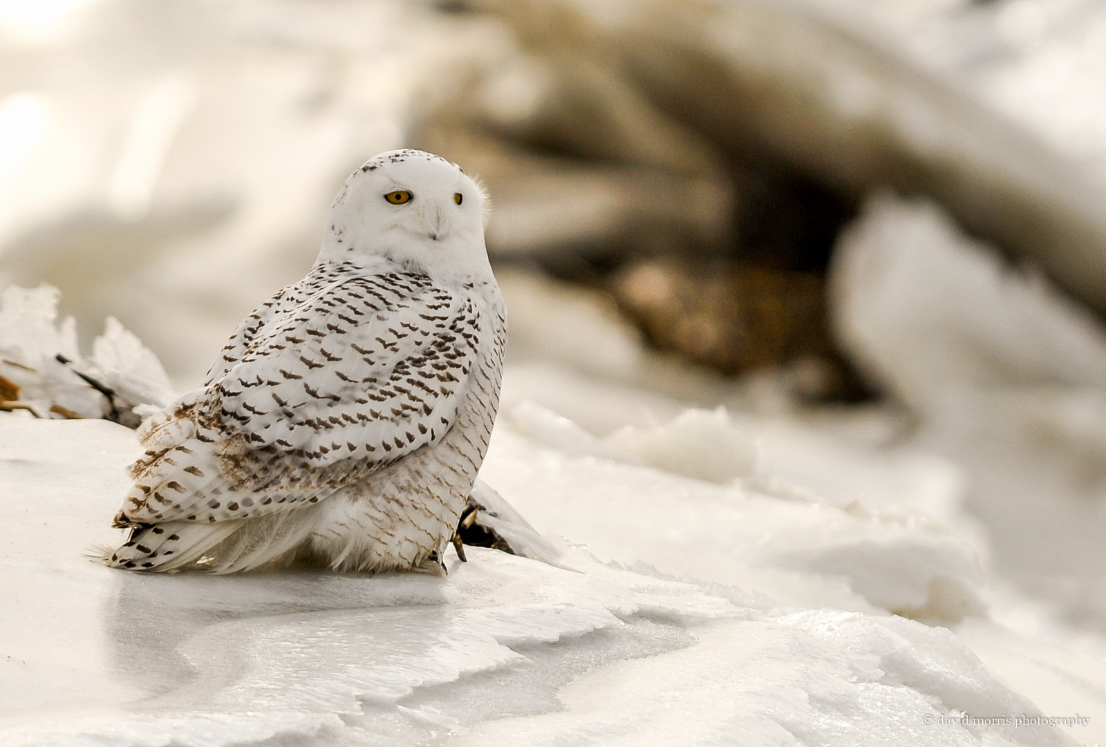 gul, øjne, Nikon, snedækket, 300mm, ugle, NIKKOR, F28, snowyowl, davidmorris, D700, tc20eiii, davidmorrisphotography