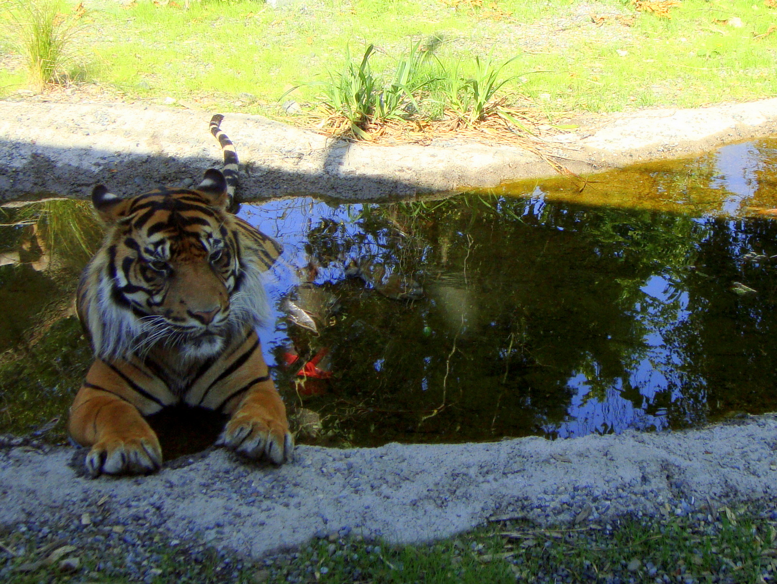 krajina, zvěř, voda, odraz, tráva, park, tygr, Volně žijících živočichů, velké kočky, zoologická zahrada, Irsko, Dublin, rybník, Evropa, Fénix, banka, strom, zvíře, rostlina, divoký, zahrada, bazén, kočka jako savci, Irlande, irsko, organismus, irland, Irlanda, Irsko, phoenixpark, sumaterský, irlandia, zoologická, iwerddon, irlanti, Zoologické zahrady, Dublinzoo