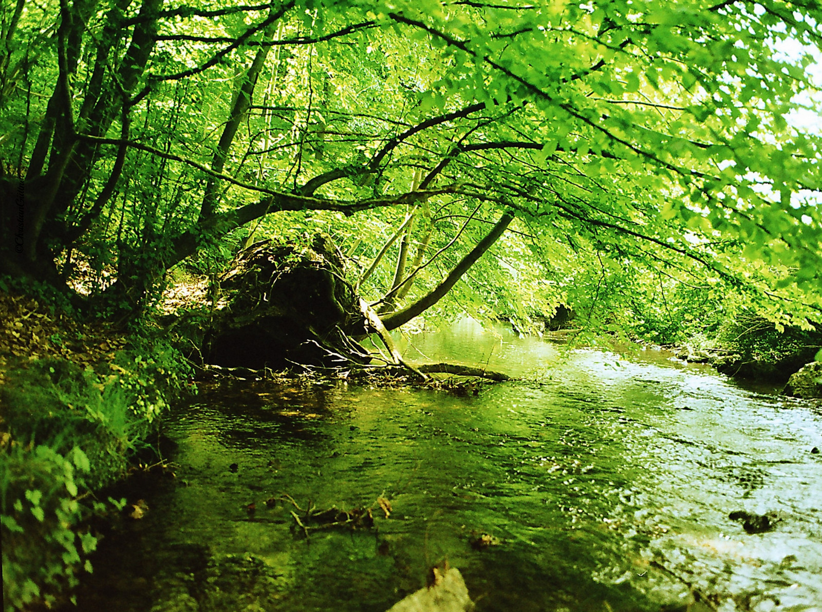 las, světlo, strom, zelená, 120, film, Příroda, voda, listy, analogový, mediumformat, Německo, krajina, deutschland, licht, krajiny, 645, wasser, Europa, fotoaparát značky kodak, Fenster, Laub, natur, natura, eifel, olistění, bach, Aachen, crossprocessing, nRW, analog, gr n, 6x45, Landschaft, Wald, bl tter, Německo, vatten, baum, tr d, Gron, lov, drzewo, lato, ETRS, Euregio, mittelformat, Kornelim nster, Crossentwicklung, Niemcy, zenzabronica, kodakportra160, L vverk