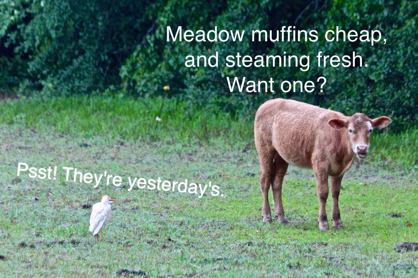 Wallpaper : rain, Canon, eos, cow, dof, humor, meadow, telephoto, egret ...