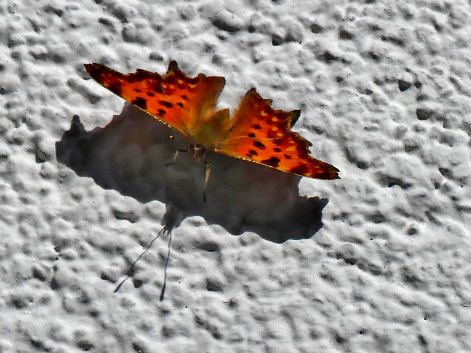 farverig, natur, rød, fotografering, sommerfugl, insekt, Tyskland, orange, farve, dyr, blad, blomst, deutschland, kronblad, vinge, marts, Schmetterling, fauna, polygoniacalbum, tæt på, makrofotografering, hvirvelløse, vakle, møl og sommerfugle, bremen, komma, butterflysshadow, tagfalter, edelfalter, cfalter, fleckenfalter