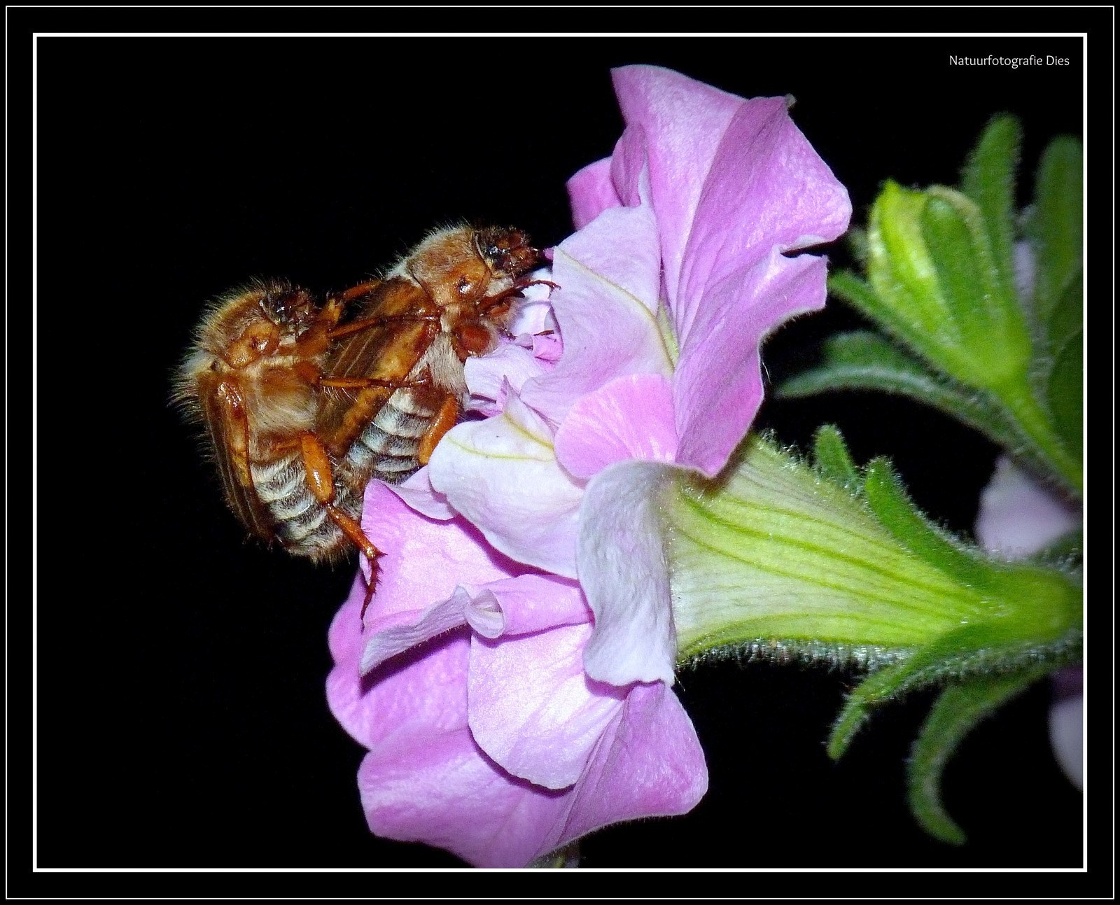 insekt, Thun, Dier, Zwitserland