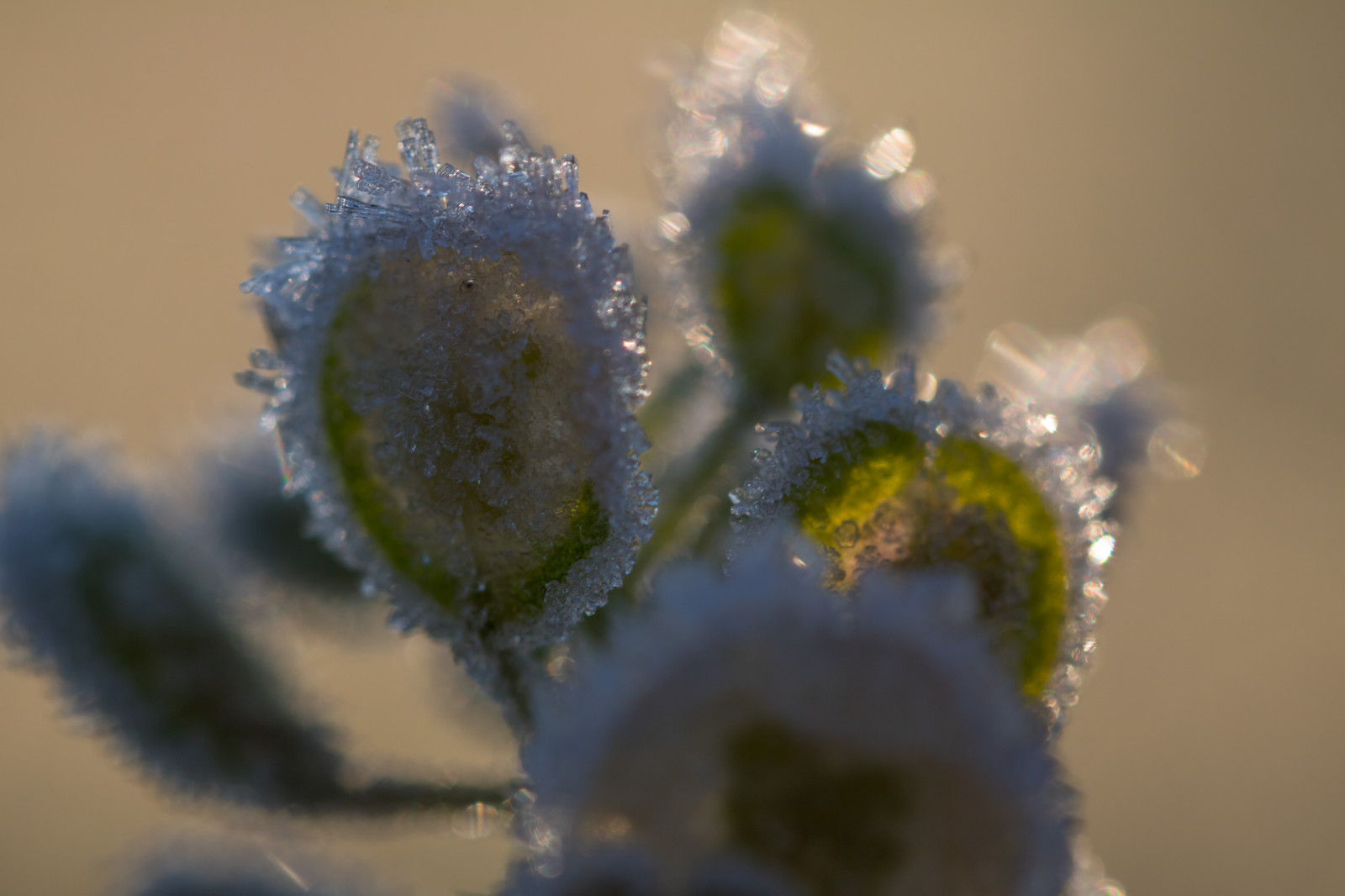 ธรรมชาติ, การถ่ายภาพ, แมโคร, สาขา, สีเขียว, สีน้ำเงิน, หนาว, น้ำค้างแข็ง, เบ่งบาน, น้ำค้าง, การแช่แข็ง, ใบไม้, ดอกไม้, ปลูก, พืช, makro, natur, kallt, exif model canoneos760d, ประเทศธรณีวิทยา, กล้องทำให้ Canon, geocity, กล้องรุ่น canoneos760d, geostate, ตำแหน่งทางภูมิศาสตร์, exif ทำให้ canon, exif isospeed 100, ความยาวโฟกัส Exif 100mm, รูรับแสง 50, เลนส์ exif100mmf28lmacroisusm, กลีบดอก, พฤกษศาสตร์, โรงงานที่ดิน, ใกล้ชิด, การถ่ายภาพมาโคร, ต้นกำเนิด