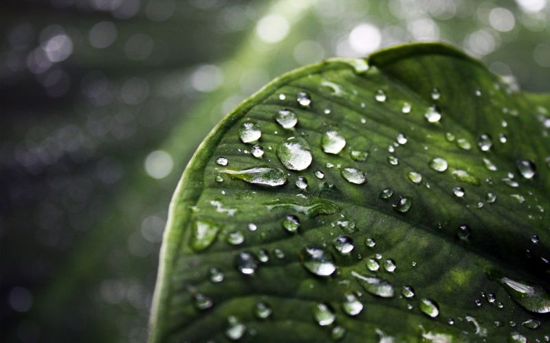 apă, picaturi de apa, macro, frunze, natură, verde apă, picaturi de apa, macro, frunze, natură, verde