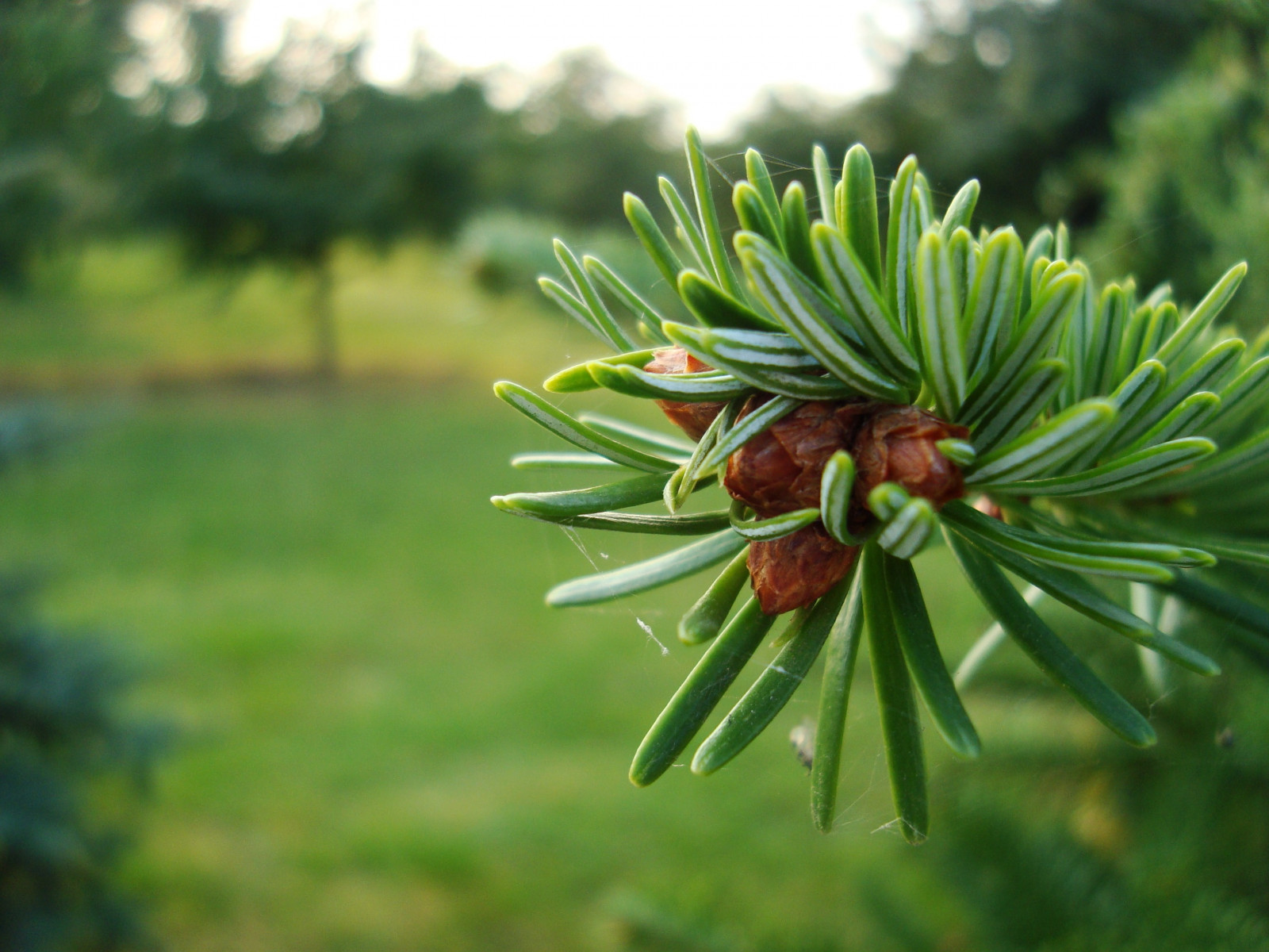 zahrada, Příroda, tráva, rostliny, makro, větev, zelená, smrk, květ, jedle, jehličnatý strom, Evergreen, strom, list, květ, rostlina, flóra, louka, divoká rostlina, trávník, botanika, suchozemská rostlina, kvetoucí rostlina, dřevina, ekosystém, keř, makro fotografie, modřín