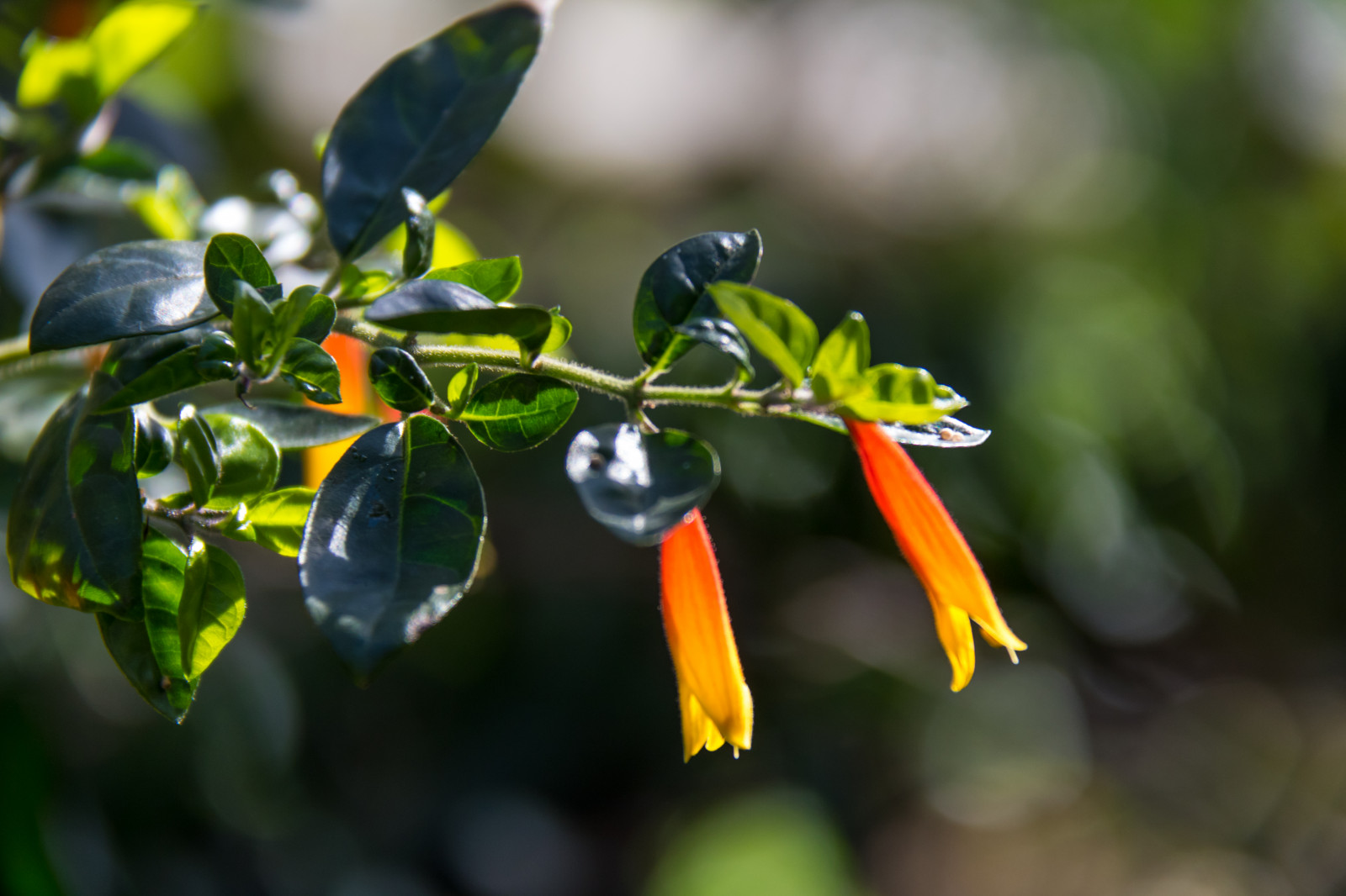 slunečnímu záření, jídlo, Příroda, větev, zelená, žlutý, květ, jaro, strom, podzim, list, květ, rostlina, flóra, Lund, botaniskatr dg rden, v r, Botanická zahrada, divoká rostlina, vyrobit, botanika, suchozemská rostlina, kvetoucí rostlina, zblízka, keř, makro fotografie