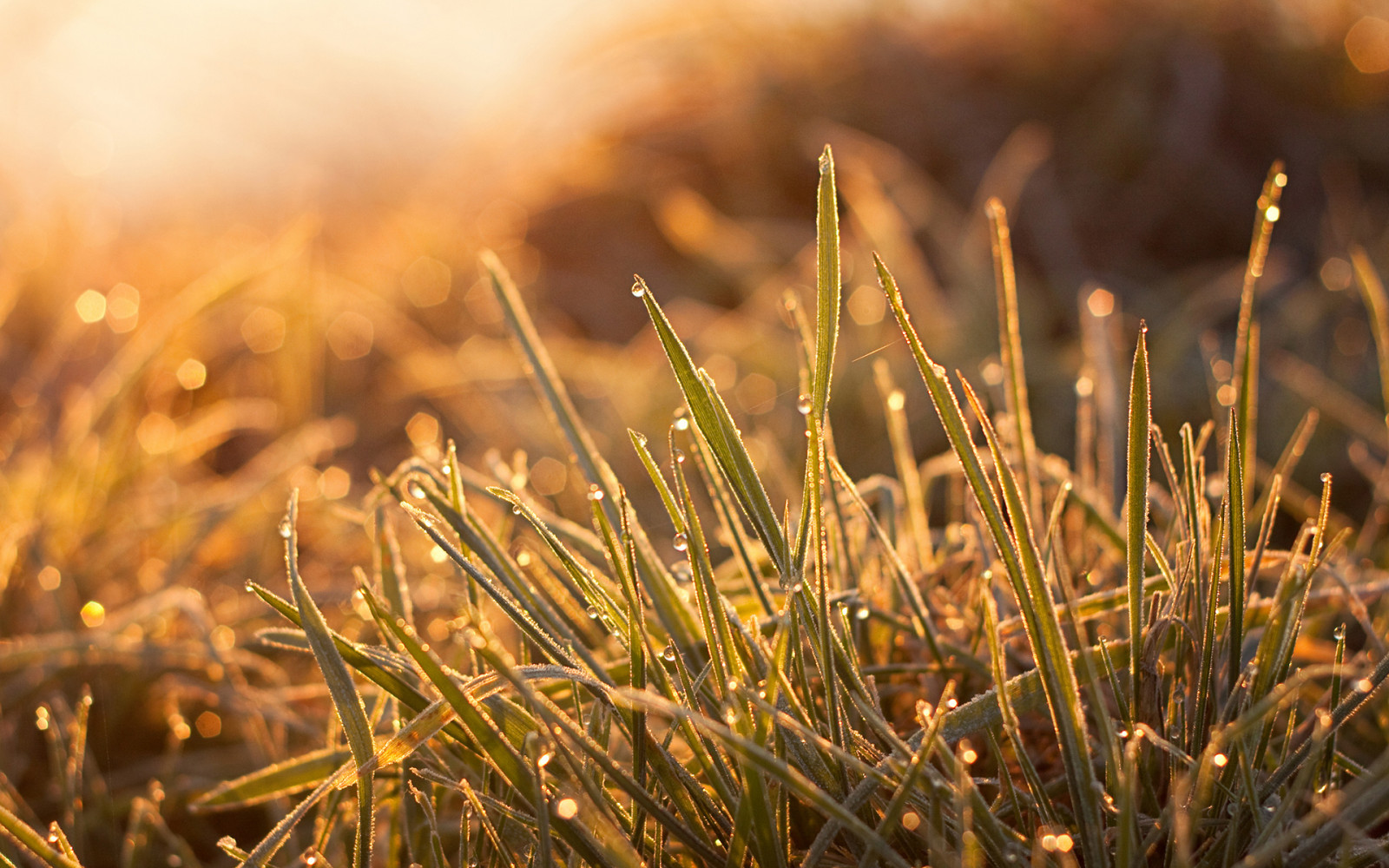 Wallpaper : 1920x1200 px, embun, tetes, rumput, makro, hangat, air ...