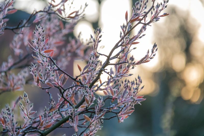 natura, inverno, ramo, fiorire, primavera, brina natura, inverno, ramo, fiorire, primavera, brina