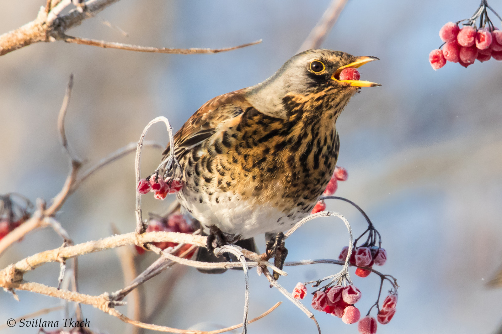 divoký, pták, ptactvo, Volně žijících živočichů, Turdus, pilaris, drozd kvíčala, sjagger, Drossel, Turdidae, drosselfugle, Passeriformes, spurvefugle, Pěvci, Aves, vést za sebou, Fugl, drozd, A, Kánon, eos, 7d, označit, ii