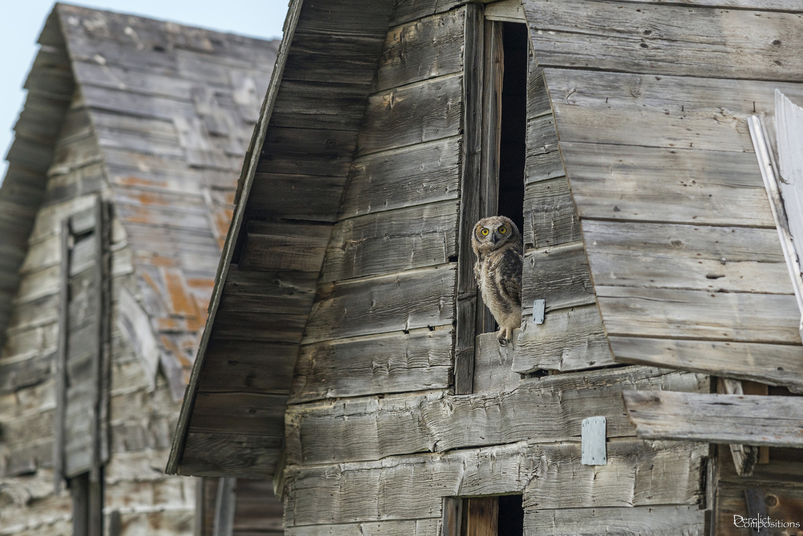 หน้าต่าง, อาคาร, ถูกทอดทิ้ง, ไม้, บ้าน, Nikon, ยุ้งข้าว, นกฮูก, การสลายตัว, greathornedowl, d800, ซุ้ม, ลืม, ร้าง, derelictcompositions