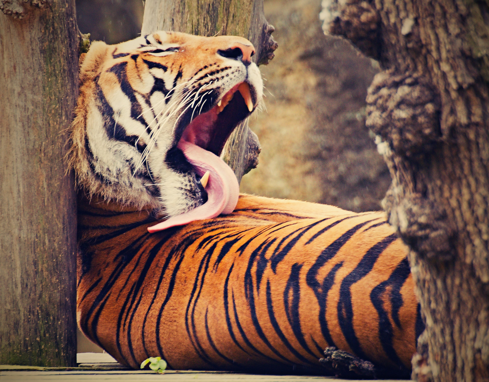 chrám, zvěř, fotografování, tygr, Volně žijících živočichů, Kánon, srst, velké kočky, zoologická zahrada, kníry, Praha, Kočkovitý, Kořist, řev, čeština, 300, 2014, Krásná, Tamron, zvíře, zoom, Páni, skvělý, fotografie, pěkný, barvy, 70, Bestie, Báječné, dravec, Martin, nejlepší, půvabný, foto, moment, 70300, fauna, savec, d, 60d, republika, praha, 60, kočka jako savci, čenich, carnivoran, organismus, esk, čenich, nádherný, tygři, Sukup, republika, terrestrial animal