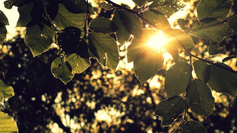 ηλιακό φως, δέντρα, φύλλα, βάθος πεδίου, η δυση του ηλιου, φύση